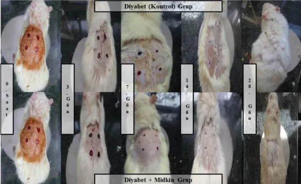 Şekil  3.3.  Sağlıklı  +  Midkin  ve  Diyabet  +  Midkin  Gruplarının  Yara  Oluşturulduktan  Sonra  Farklı  Günlerdeki    (0.,  3.,  7.,  14.,  28.)  Yara  Bölgelerinin  Makroskobik Görünümleri 