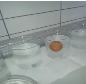 Şekil 3.2.1.3.1. Yumurtaların tuz çözeltisi ile özgül ağırlık ölçümü yapılırken bir görüntü 