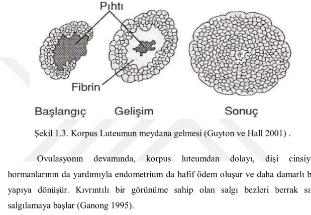 Şekil 1.3. Korpus Luteumun meydana gelmesi (Guyton ve Hall 2001) . 