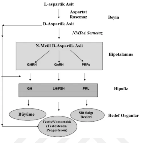 Şekil 1. 3. D-aspartik asitin etki mekanizması. NMDA (N-metil D-aspartik asit), GHRH  (Büyüme  hormonu  salgılatıcı  hormon),  GnRh  (Gonadotropin  salgılatıcı  hormon),  PRF  (Prolaktin  salgılatıcı  faktör),  GH  (Büyüme  Hormonu),  LH  (Lüteinleştirici 