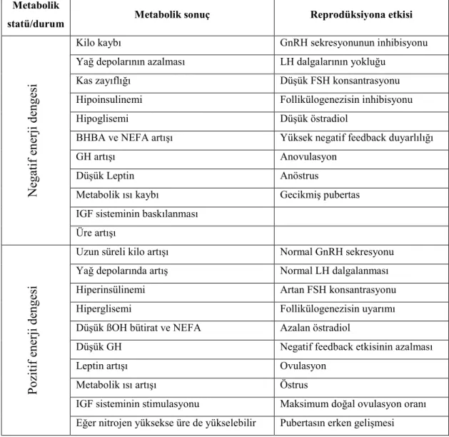 Çizelge 1.4. Enerji dengesi ile reprodüksiyon arasındaki bazı ilişkiler (Scaramuzzi ve  ark 2006)