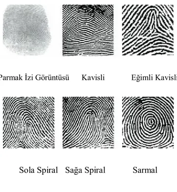 Şekil 5.5. Parmak izi sınıflandırılması 