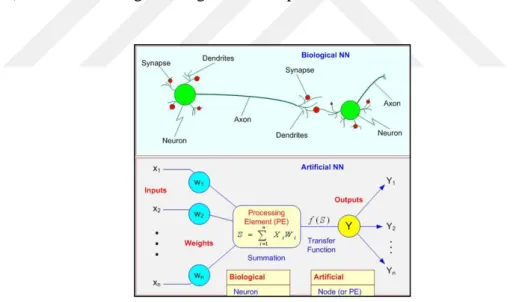 Figure 4.7. Neuron in Artificial neural network vs Biological neural networks  (Staub ve ark., 2015)