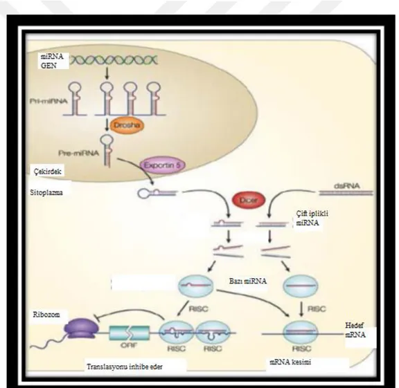 Şekil 1. 3: Mikro RNA’LARIN biyogenezi (Pillai ve 2005) 