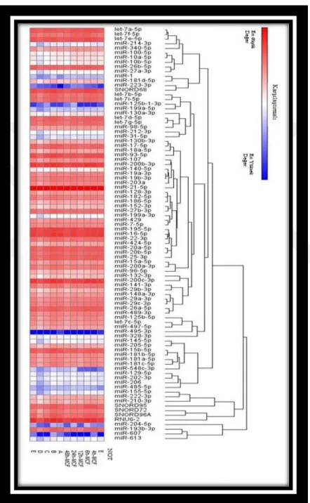 Şekil 3. 1 Artan-azalan miRNA’lar HeatMap analizi olarak  verilmiştir.  