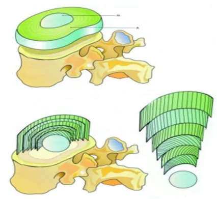 Şekil 2. 6. İntervertertebral disk yapısı A: anulus fibrozus, N: nukleus pulpozus  (Orman 2009)