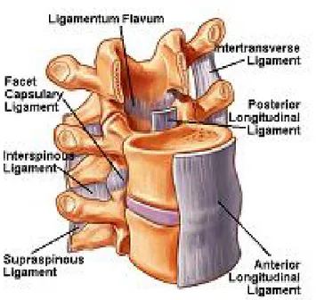 Şekil 2. 7. Kolumna vertebralisin ligamentleri (www.spineuniverse.com). 
