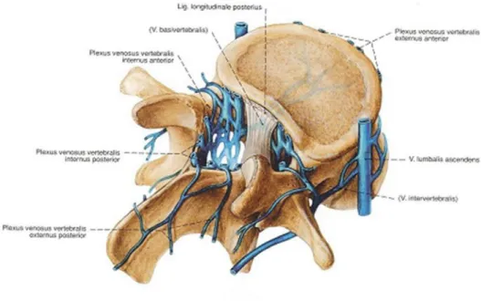 Şekil 2. 9. Kolumna vertebralisin ve medulla spinalisin venleri   