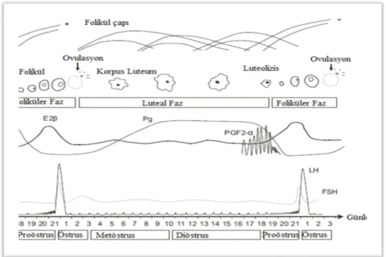 Şekil  1.1.2.1.    Keçilerin  östrus  siklusunun  fizyolojik  geliĢiminin  Ģematik  görünümü