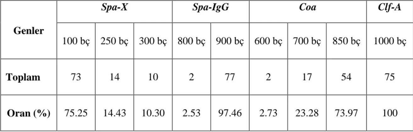Çizelge 4.4 .  S. aureus suşlarındaki gen bölgelerinin büyüklükleri ve oranları 