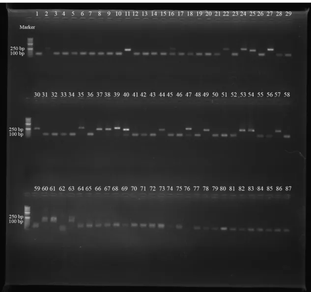 ġekil 4.1. S. aureus suşlarındaki spa-X gen bölgesinin PCR Ürünlerinin agaroz jel elektroforezi (Marker:  50 bç) 