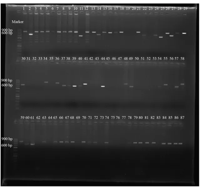ġekil 4.4. S. aureus suşlarındaki coa  gen bölgesinin PCR Ürünlerinin agaroz  jel elektroforezi (Marker:  50 bç) 