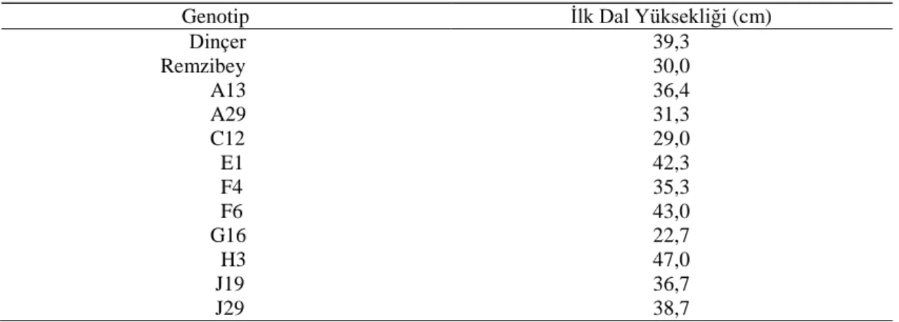 Çizelge 4.4.2. Aspir genotiplerine ait ilk dal yüksekliği ortalama değerleri (cm)