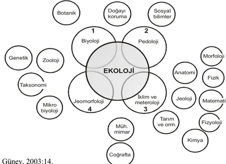Şekil 1.1. Ekolojinin Diğer Bilim Dalları ile İlişkisi ve Bilimler Sistematiğindeki Yeri 