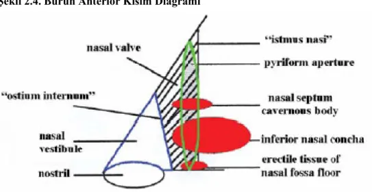 Şekil 2.4. Burun Anterior Kısım Diagramı