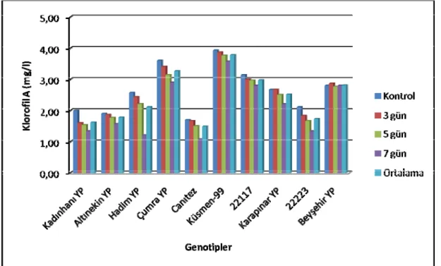 Şekil 4.4. Kuraklık Stresinin Nohut Genotiplerinin Klorofil A İçerikleri Üzerine Etkileri 