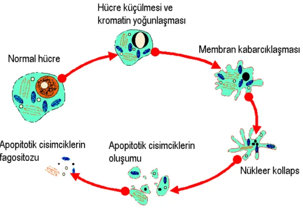 Şekil 1.9. Apopitozisde görülen morfolojik değişiklikler   (Microbiologybytes.com 2007)