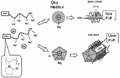Şekil 2.20. Mikrodalga poliol metodu ile uzun ve kısa zincirli PVP varlığında Ag nano yapıların oluşum  mekanizması (Tsuji M