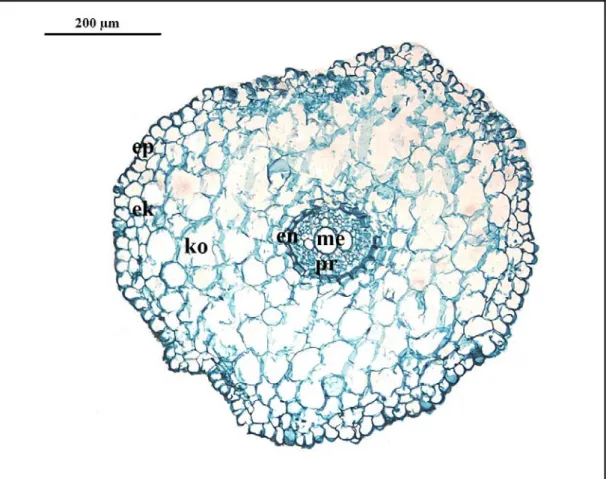 Şekil 4.2.1. Iris aucheri türünün kök enine kesiti. ep: epidermis, ek: eksodermis, ko: korteks,   en: endodermis, pr: protoksilem, me: metaksilem