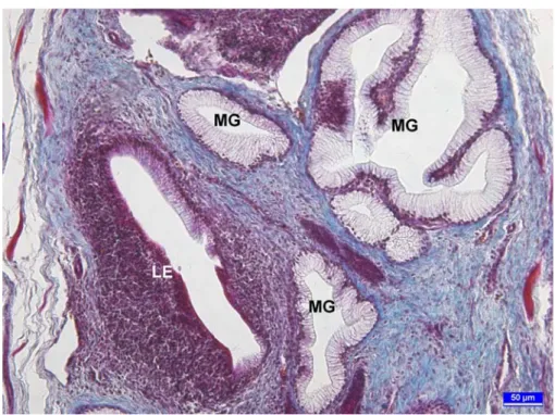 Şekil 3.  3 haftalık broylerde müköz bezle sıkı ilişki halindeki lenfoid doku ve lenfoepitelyum  (LE) görülmekte