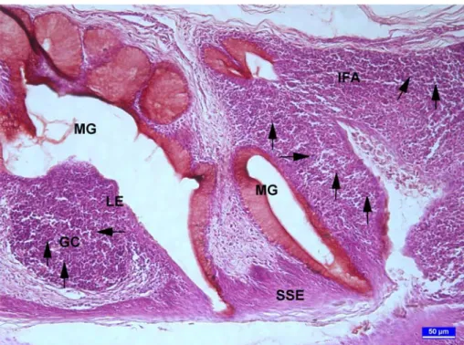 Şekil 10. 3 haftalık broylerde özefageal tonsil kesiti. Foliküller ile IFA’da pironinofilik  hücreler (oklar) görülmekte, MG: müköz bez, GC: doğurucu merkez, LE:  lenfoepitelyum, SSE: çok katlı yassı epitel
