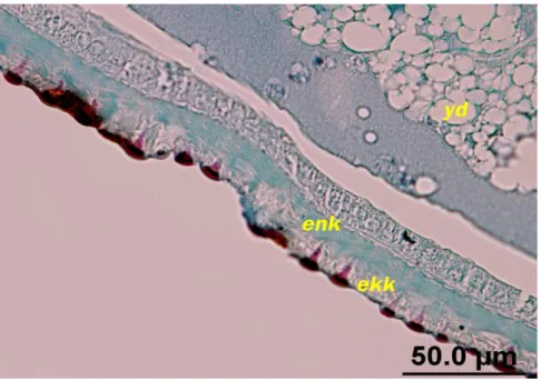 ġekil  4.6.  Kontrol  grubu  larvalarında  ekzo-  endokütiküla  farklılaşması,  endokütikülar  lameller  (Azokarmin  G-  Solvent  Blue  kombinasyonu, 50 μm)