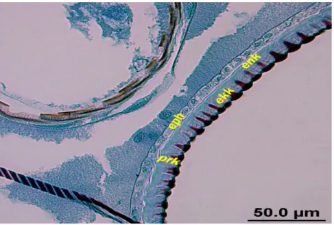 ġekil 4.12.  Kontrol grubu larvalarında ekzo- endokütikülanın belirginleşmeye  başlaması  (Azan boya, 50 μm)