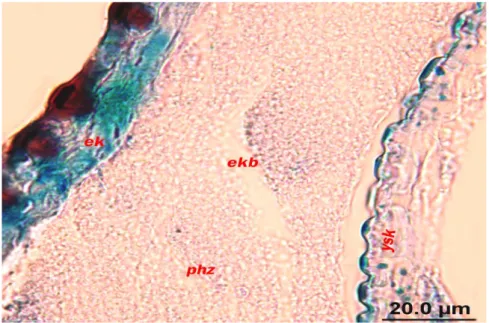 ġekil 4.16.   Kontrol grubu larvalarında prokütiküladaki kitin unsurlarının  kitinaz enzimi tarafından hidroliz edilmesi (Azokarmin G-  Anilin, 20 μm)