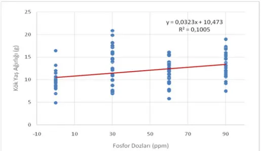 Şekil 4.17. Fosfor dozları ile yaş kök ağırlığı arasındaki ilişki 