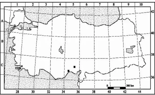 ġekil 4.2.29. Eminium rauwolffii var. kotschyi taksonunun ülkemizdeki yayılıĢı 