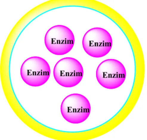 Şekil 1.8’ de gösterildiği gibi tutuklanmış enzim moleküllerinin yakınlığını   değiştirmekle (sürfektantlar veya crown eterler gibi conformer seçicilerinin eklenmesi  (Reetz ve ark., 2003), asetilenmiş dekstran veya polisakkaritler ya da, polimerler, ve  b
