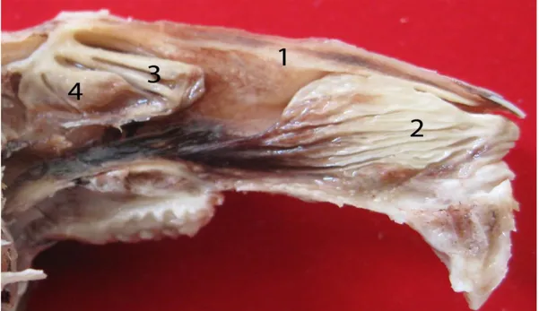 ġekil  3.2.  Coronal  kesitte  1:  Sinus  maxillaris’in  üst  kompartımanı,  2:  Sinus  maxillaris’in alt kompartımanı,  3: Canalis nasolacrimalis