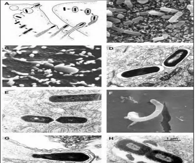 ġekil 1.4. Listeria monocytogenes‟in Hücre Ġçi YaĢam Döngüsü ġeması   (Kuhn ve Goebel 2007)