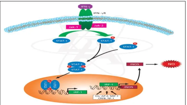 Şekil 1.8. iNOS enziminin etki mekanizması (www.sigmaaldrich.com)  Nöronal Nitrik Oksit Sentaz (nNOS) 