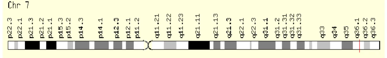 Şekil 1.10 eNOS geninin yerleşimi 