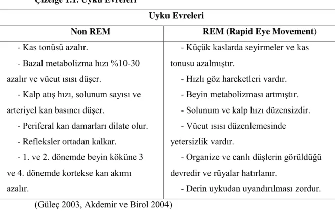 Çizelge 1.1. Uyku Evreleri 
