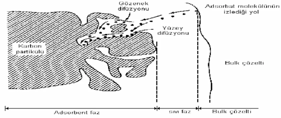 Şekil 2.2. Gözenek ve kapiler yüzeylerinde bağlanma 