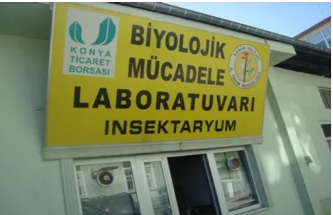 Şekil 3.1. Eurygaster maura’nın toplanıp getirildiği laboratuvar 
