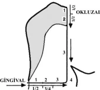 Şekil 2.1. Okluzal ve gingival duvardaki boya penetrasyon skorları 