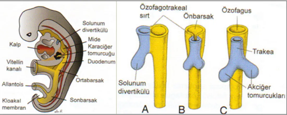 Şekil 1.2. Arbor bronchialis’in gelişimi (4 haftalık embriyo).   Birbirini takip eden gelişim evreleri (A, B, C) (Sadler 2005)