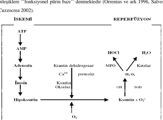 Şekil 2.1. Đskemi-Reperfüzyon sürecinde serbest radikallerinin oluşumu (Orrenius ve ark  1996, Salvemini ve Cuzzocrea 2002) 