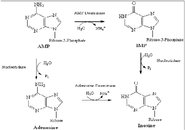 Şekil 2.2. Adenozin deaminazın etki mekanizması (Baganha ve ark 1990).