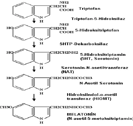 Şekil 2: Melatonin sentezi. 