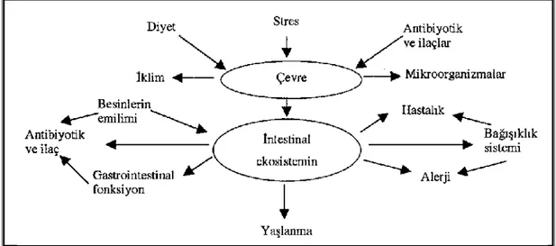 Şekil 1: İntestinal Sistemin Florasını Etkileyen Etmenler