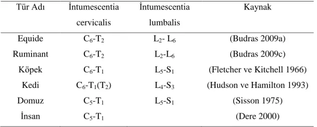 Çizelge 1.2: Türlere göre intumecentia cervicalis ve intumecentia lumbalis  Tür Adı  Ġntumescentia 