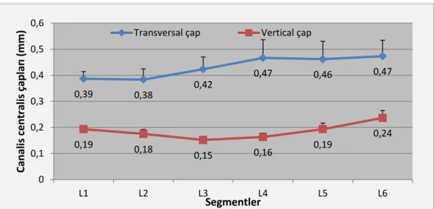 Şekil 3.3: Segmental olarak canalis centralis’in transversal ve vertikal çapları  (Mean±SE) 