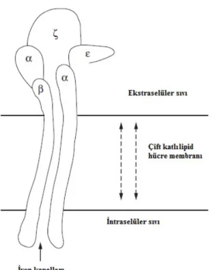 Şekil 1.4. Presinaptik nöronlar ve sinirsel iletim (www.sinancanan.net). 