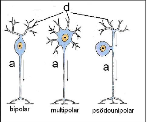 ġekil 1.1. BaĢlıca nöron tipleri (Junqueira ve Carneiro 2009) 