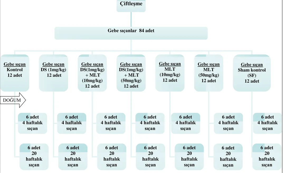 Çizelge 2.1. Deney grupları 