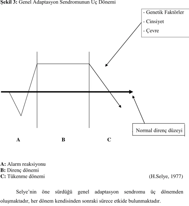 ġekil 3: Genel Adaptasyon Sendromunun Üç Dönemi  